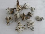 Accesorii decoratiuni marine #4