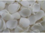 Accesorii decoratiuni marine #6
