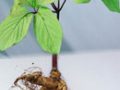 Suplimente nutritive pentru scaderea in greutate