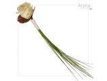 buchet fir #7
