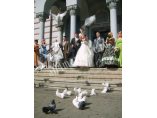 Porumbei - All4marriage #7