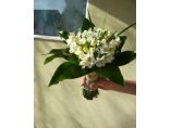 Buchet mireasa - White Dream #23
