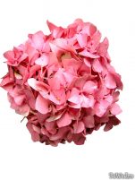 Buchete mireasa II - Buchet mireasa #3