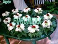 Aranjamente florale Evenimente