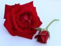iubirea