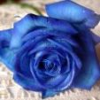Floare albastra