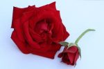 Iubirea